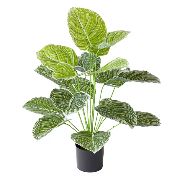 Eighteen-headed white-striped pothos