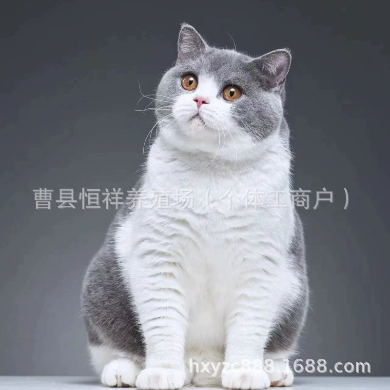 Кастомные британские короткошерстные голубые и белые котята, живые домашние кошки, длинношерстные и короткошерстные котята, голубые котята, живые котята продаются.