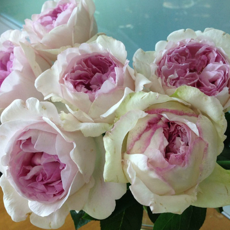 Дропшиппинг розы Eve Claire, крупные цветы, ароматные балконные растения, горшечные розы для всех сезонов