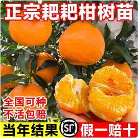 正宗四川春见耙耙柑树苗丑橘杷杷柑种植粑粑柑树苗盆栽橘子树果苗