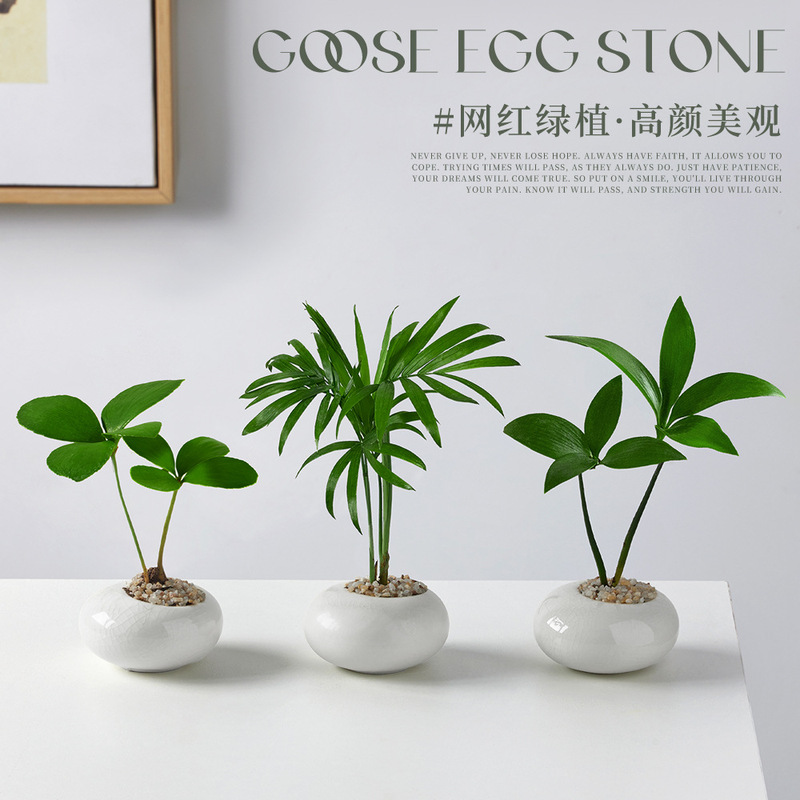 Mexican Iron Potted Creative Mini Thumb Green Plant Indoor Living Room Desktop Office Florals Easy to Maintain for Lazy People