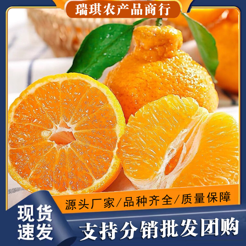 Sichuan Shizanju Tangerines Are Seasonal Fruits, Citrus Fruits, Fresh Tangerines with Free Shipping, One-Piece Dropshipping Sichuan Shizanju Tangerines Are Seasonal Fruits, Citrus Fruits, Fresh Tangerines with Free Shipping, One-Piece Dropshipping