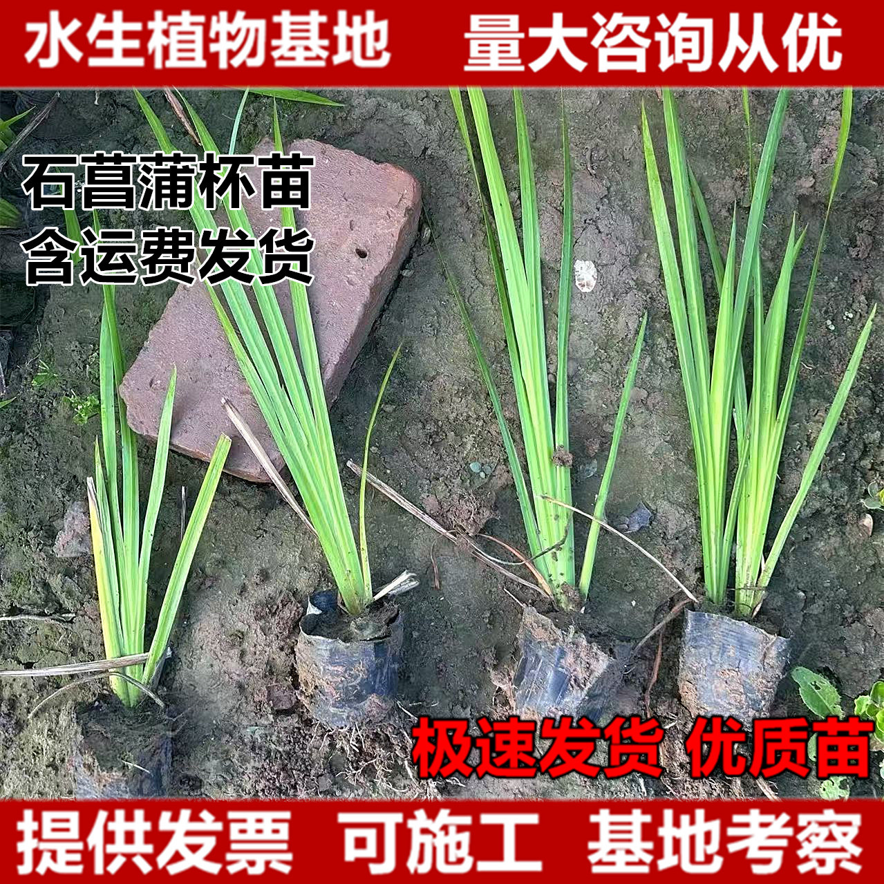 石菖蒲杯苗袋苗水菖蒲臭蒲香蒲蒲棒苗水生植物挺水植物河道绿化