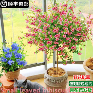 Small Hibiscus Lollipop Flower Seedlings Blue Snowflake Courtyard Balcony Rose Flower Potted Indoor Easy-To-Grow Plants with Buds