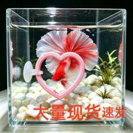 斗鱼训练圈斗鱼展尾锻炼吸盘玩具斗鱼训练环鱼类漂浮喂食圈现货
