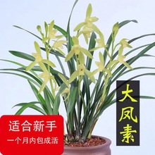 建兰大凤素清香型兰花苗花卉绿植盆栽新手易成活室内浓香四季兰