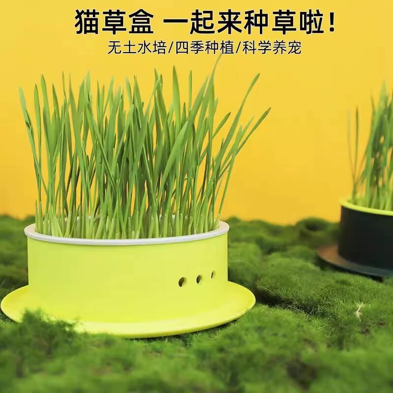 Wheat Cat Grass Planting Cat Grass Potted Seeds Hydroponic Box Lazy Cat Grass Hair Ball Hair Removal Kitten Snack Supplies