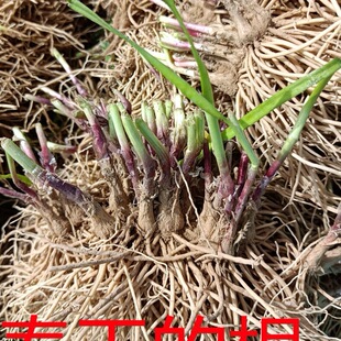 �¾²˸���F�ڼt�ϸ�С���~�̨�҃��辰�Ժ��B�׻�Gֲ����Ʒ�N