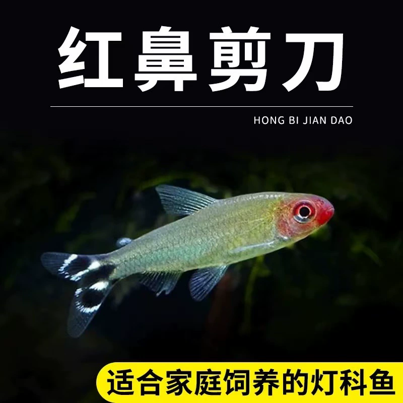 Рыба с красным носом, красная ручка, рыбка-ножницы, тропические рыбки, рыбки в аквариуме, плавающие рыбки, живые рыбки, легко разводить декоративных рыбок