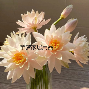 Water lily flowers water raising fresh cut flowers flower arrangement household supply lotus hydroponic flower office guanyin lotus factory supply chain