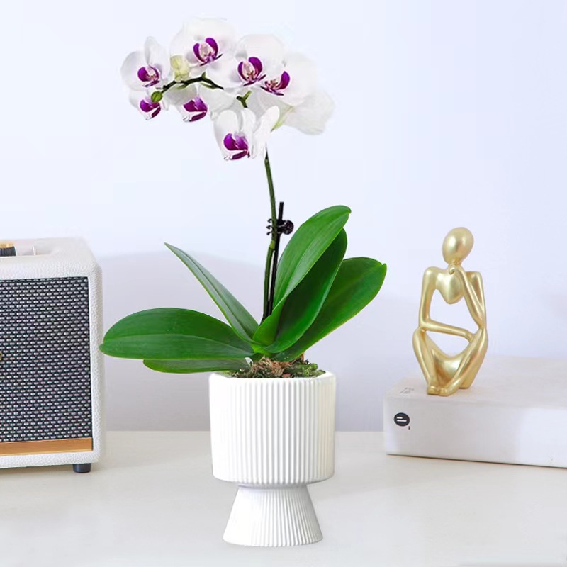 orquídea mariposa con brotes de flores planta en maceta sala de estar orquídea planta de interior flores en todas las estaciones buena para alimentar dendrobium orquídea planta verde image 30
