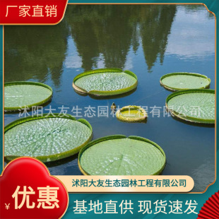 Undertake Various Projects of Planting and Maintenance. Undertake Water Purification Projects, River Governance, and Planting Aquatic Plants