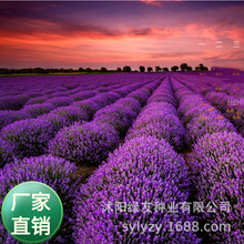 批发多年生宿根花卉种子狭叶普罗旺斯薰衣草花种子庭院驱蚊香草种