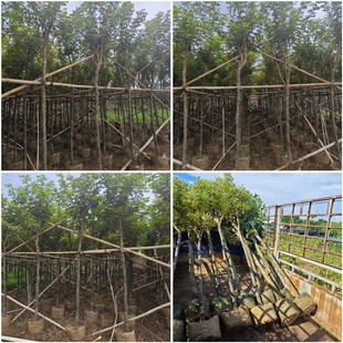 ��ɽ�S���L�ľ�������l �ٻ��໨���ľ�r�� �V�|�S���L�ľֱ�N