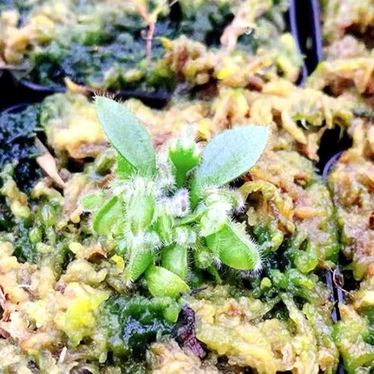 Le diamètre de l'herbe de la bouteille de sol est environ 2cm