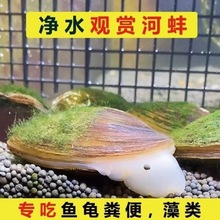 河蚌苗螃鲏专用淡水小河蚌带壳海巴子扇贝繁殖快可食可观