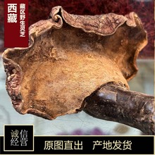 西藏地区野生灵芝高海拔纯天然源头批发