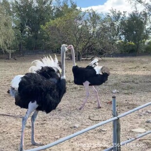 ���۳����^�p���w�ͷ����r�B���w�����������U�r��Ó���r�B�����l