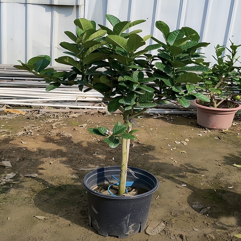 Perfume, árbol joven en maceta de limón con flores, flores comestibles con sabor a Luzhou, balcón, patio, pilas antiguas, resultados de la plantación