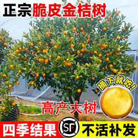广西融安脆皮金桔树盆栽树苗客厅可食用四季金桔大树室外庭院果树