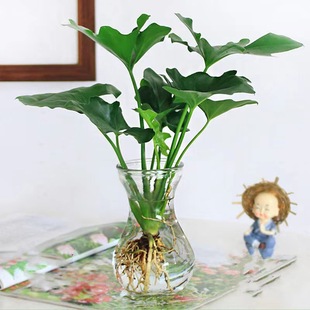 Hydroponic Spring Feather Potted Plants Absorb Formaldehyde in the Office and Living Room Florals Are Grown in Water and Large-Leaf Pothos Are Good for Raising Spring Rain Green Plants