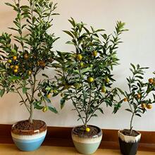 �����Ƥ�ۻ�Ƥ�����l�����޽�����X���������Ә��箔��Y��