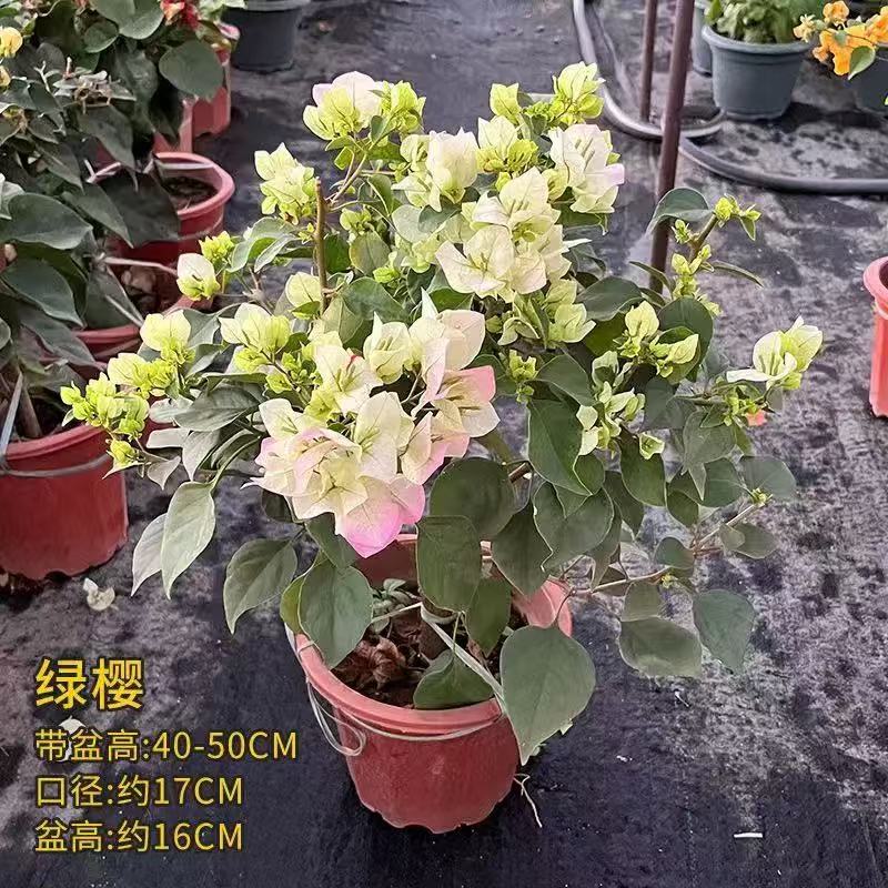 详情图