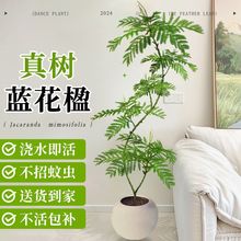 {k҃ȿ͏dWt߼ֲ;GֲϘ辰