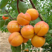 杏树嫁接苗特大果树苗新品种盆栽地栽当年结果杏子南方北方种植甜