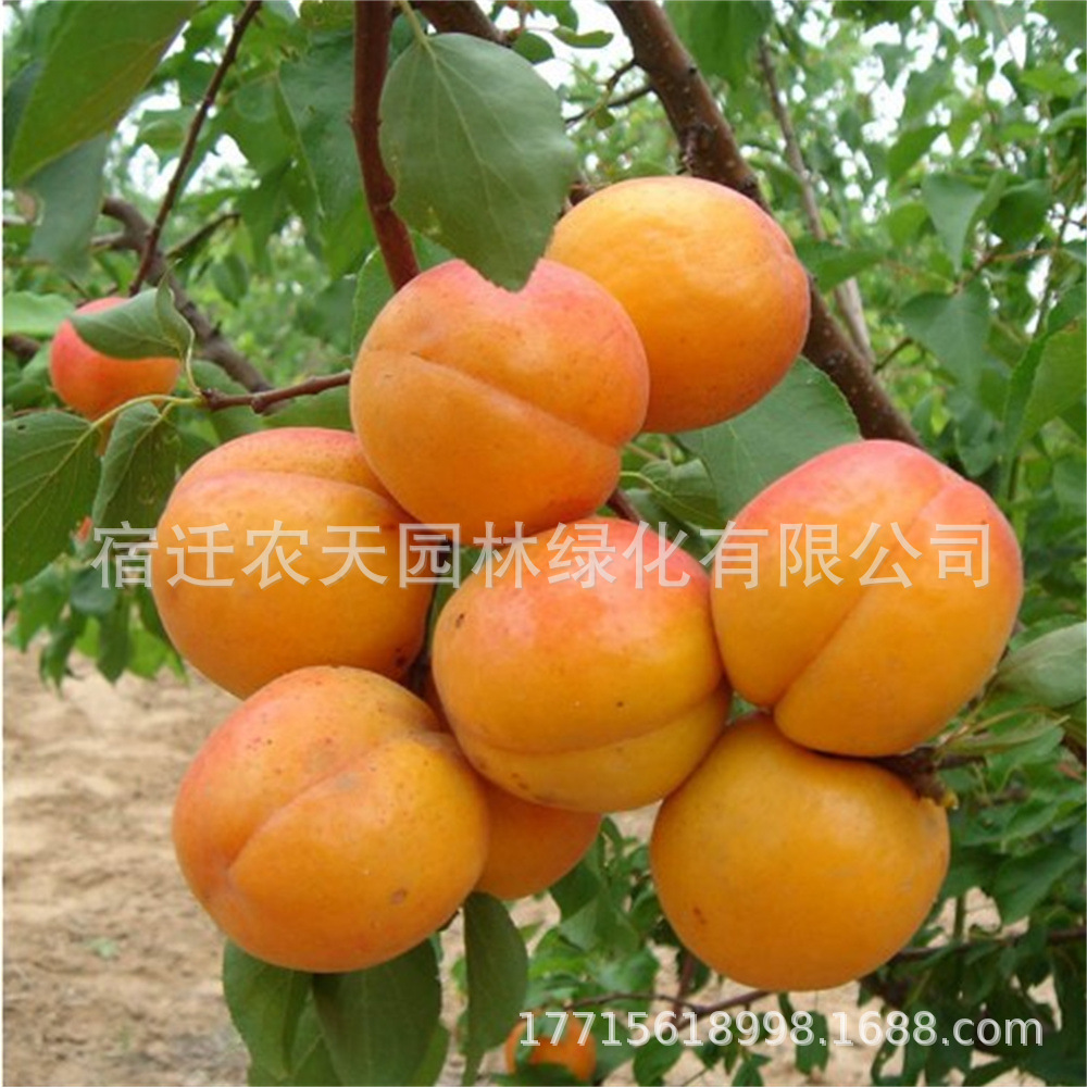 杏树嫁接苗特大果树苗新品种盆栽地栽当年结果杏子南方北方种植甜
