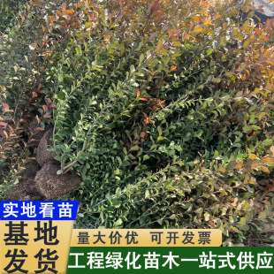 �����lìС��G�hɫ�K��ͥԺ�G�����ͺ��͹������׳ɻ�̾G��