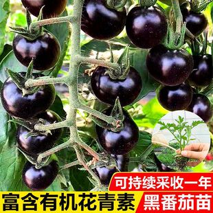 ��ɫС��������N���ļ��N�ٲ���������С���t����������ˮ������