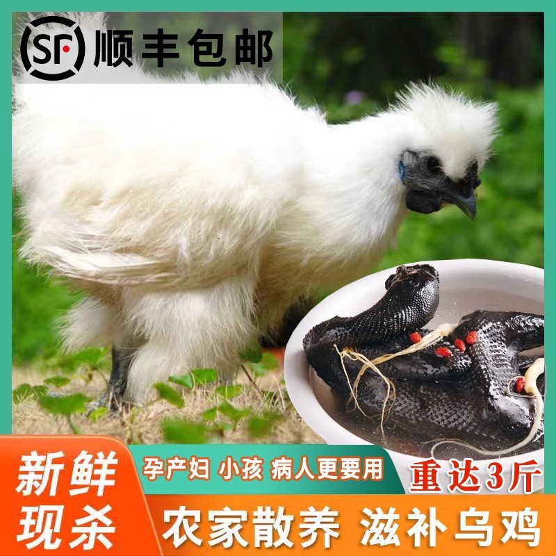 农家公鸡正宗活鸡现杀新鲜五黑鸡散养土鸡乌鸡月子鸡老母鸡乌骨鸡