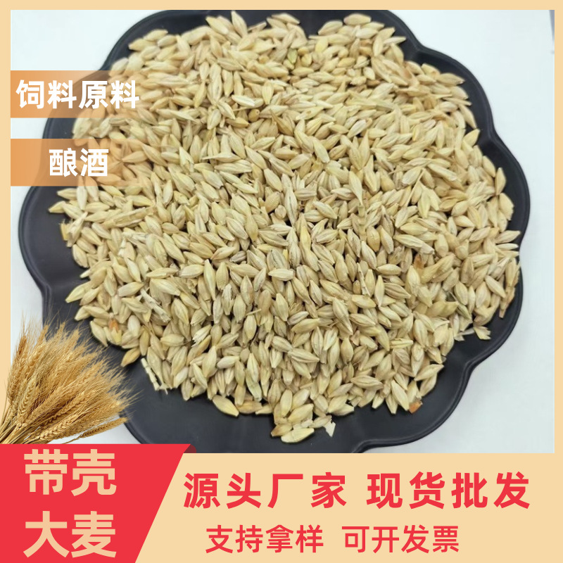 批发澳洲带壳大麦蛋白纤维植物性饲料马粮酿酒啤酒大麦芽带壳大麦