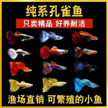 ��ȸ�~�^�p�Pβ�~С�~���N�ᎧС�ͺ��B�Ꭷ�~�ͻ��~���^�p�~��ĸ