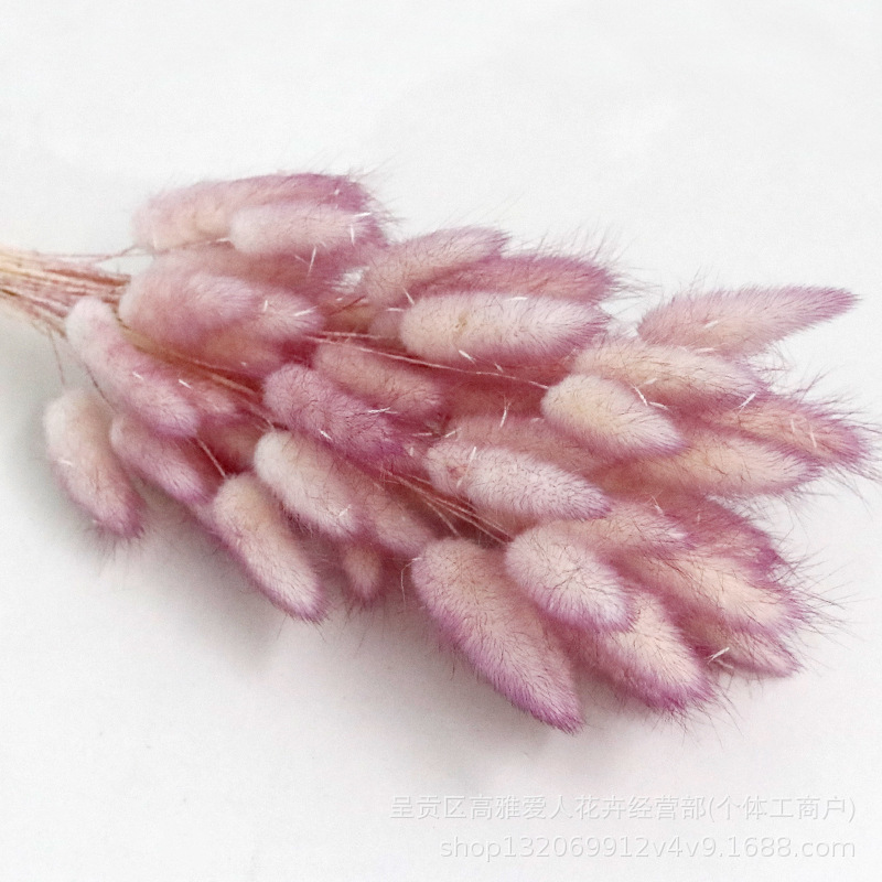 跨境拍摄道具彩色天然真花狗尾巴草花束材料配材兔尾草干花批发|undefined