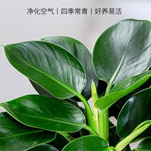 �������ֲ���K��荾G�}�jˮ����~�Gֲ�����k���҃Ⱥ��B�����辰