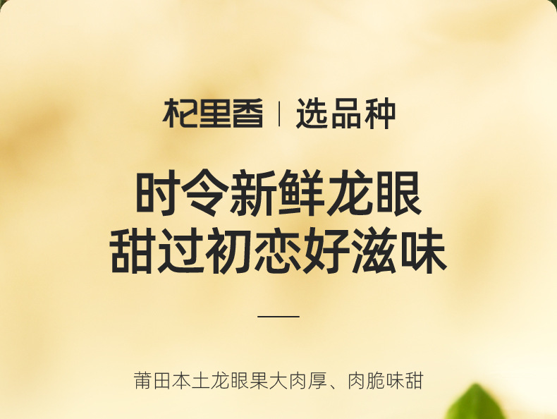 Dried Longan Meat Seedless Guiyuan Rou 100g Fujian Longan Flesh for Tea Soup Congee quality and texture