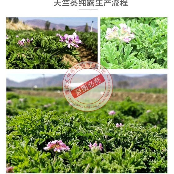 バラゼラニウム純露2:1蒸留植物花水頭道飽和精油含有香葉ゼラニウム一件代|undefined