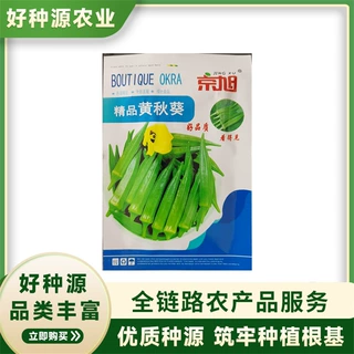 京旭 精品黄秋葵种子阳台蔬菜苗秧苗四季高产