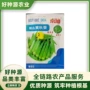 四季精品高产阳台种子