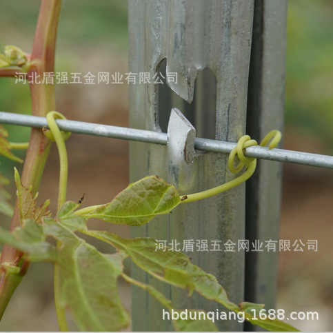 咸阳市兴平县金属葡萄杆子 苹果葡萄园立柱 猕猴桃架杆防鸟网立柱