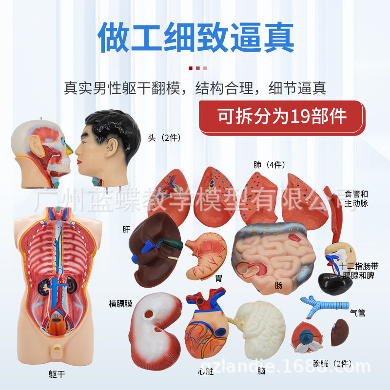 85CM�������ɿɲ�19���������ٽṹ��֯�����������ٽṹ�ֲ��ṹ