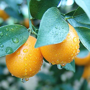 ���l���ܽ���� ���Ե��Դ����Ƥ��ۘ��� ��Ƥ��������۽����