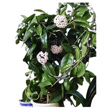 球兰盆栽四季开花卉带花大苗室内绿植爬藤心叶球兰吊兰好养活植物