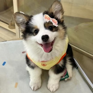 ���ۼ��N�»���Ȯ���w�����pɫ��ɫ�»�����С��Ȯ����Ȯ����С��