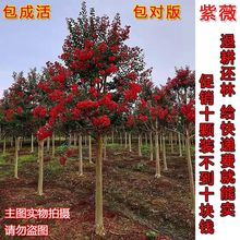 大型紫薇树苗庭院种植丛生紫薇花苗盆栽美国红绿化风景树苗耐寒