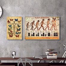 人类文明进化史装饰画学校教育科普挂画生物骨骼研究所医学院壁画