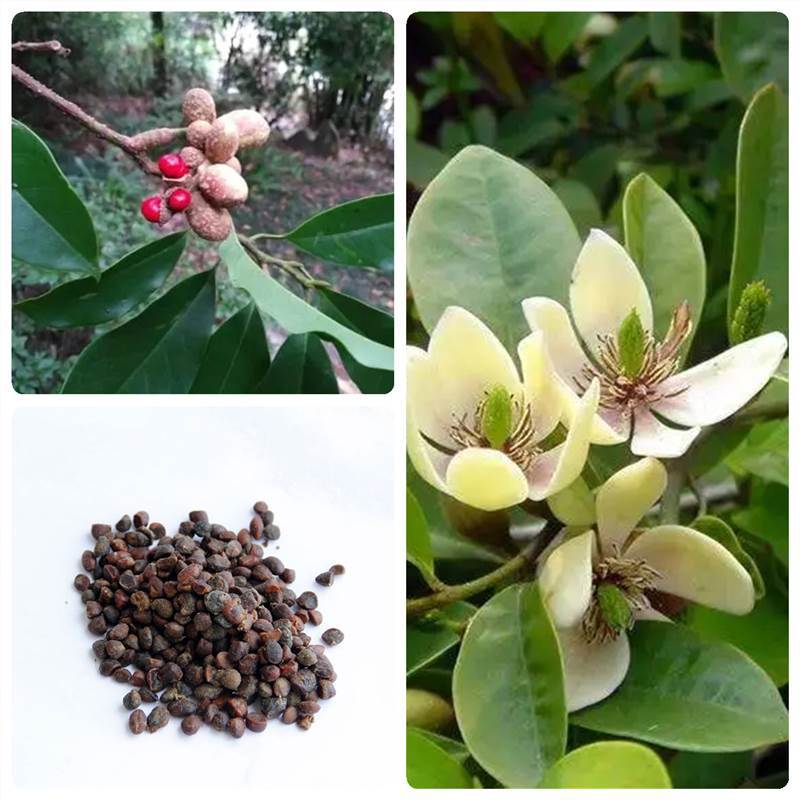 林木种子乐昌含笑种子又名含笑花种子乐昌含笑种子红花含笑树种籽