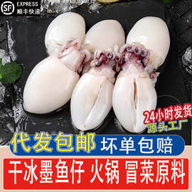 墨鱼仔生鲜冷冻新鲜小墨鱼仔迷你小墨鱼乌贼鲜活去皮去内脏商用